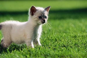 三個月小貓怎么看公母