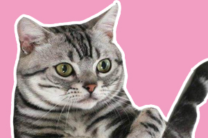 美國銀虎斑貓性格怎樣