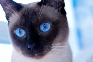 怎么訓練暹羅貓 訓練暹羅貓的4個方法