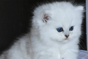 金吉拉幼貓?jiān)趺纯雌废? /></a></dt>
                        <dd>
                            <h2 class=