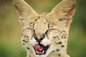 藪貓性格怎么樣