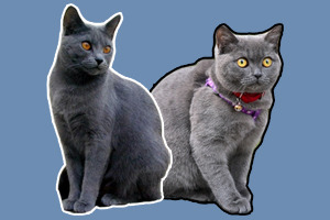卡爾特貓與藍貓區別