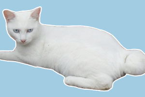 麒麟貓的特點是什么