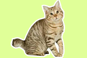 怎么辨別麒麟貓