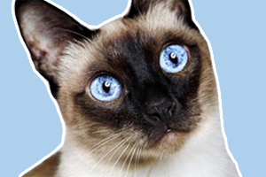 暹羅貓?jiān)趺从?xùn)練上廁所