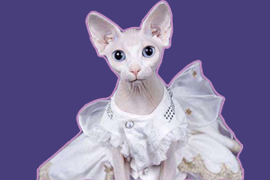 斯芬克斯貓?jiān)趺刺暨x