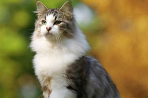 緬因貓和森林貓的區(qū)別