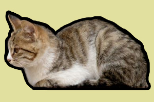 貍花貓太兇怎么辦