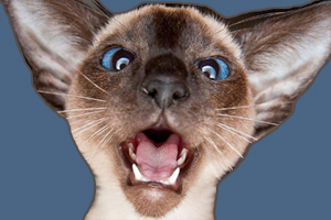 暹羅貓喜歡咬人怎么辦