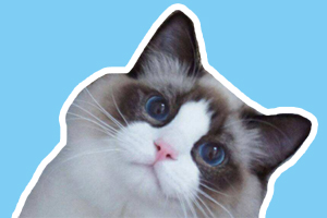 布偶貓有什么缺點(diǎn)