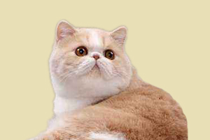 加菲貓如何辨別純種