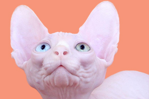 斯芬克斯貓的缺點