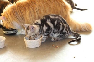 貓罐頭怎么保鮮 貓罐頭保鮮方法