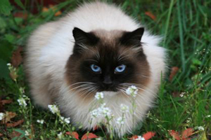 暹羅貓飼養必備用品有哪些 飼養暹羅貓必備