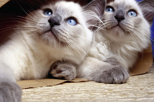 暹羅貓怎么用尾巴表達心情 暹羅貓的尾巴表達什么