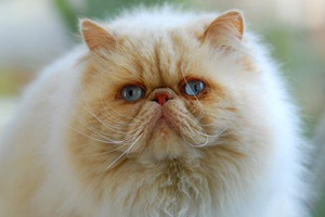 波斯貓掉毛怎么辦 波斯貓掉毛的原因和應(yīng)對(duì)方法