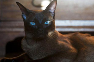 貓吃什么毛亮有光澤