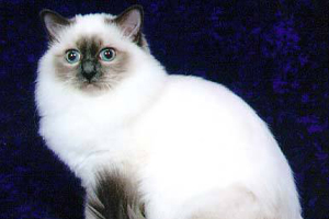 伯曼貓不能吃什么 伯曼貓的飲食禁忌