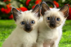 暹羅貓怎么喂養