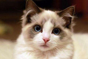 布偶貓喂養(yǎng)注意事項有哪些