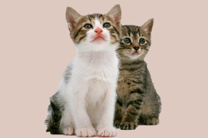 怎樣養貓咪沒有味道