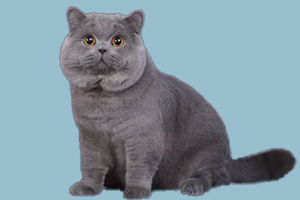 英國短毛貓吃什么食物