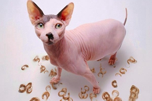 貓咪剃毛有什么好處 貓咪剃毛好處介紹