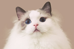 布偶貓毛量不好怎么辦