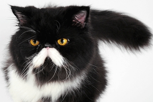 波斯貓眼睛怎么清理