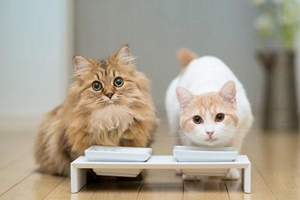 怎么給貓咪選貓糧 貓咪貓糧選擇攻略