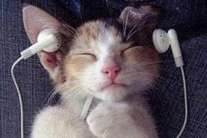 貓咪耳垢如何清除 貓咪耳垢清除方法