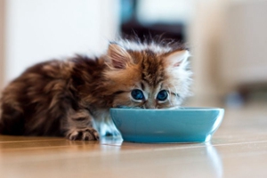 小貓怎么預(yù)防中暑