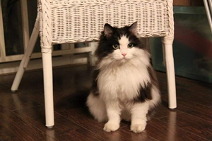 挪威森林貓怎么洗澡 挪威森林貓洗澡步驟方法