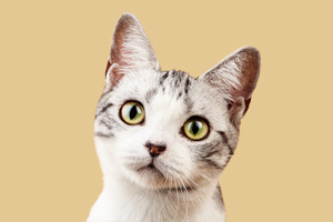 美國(guó)短毛貓?jiān)趺次桂B(yǎng)