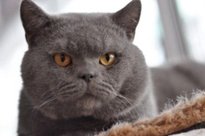 貓咪挑食原因有哪些 貓咪挑食原因介紹