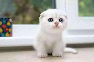 美短吃什么長得胖