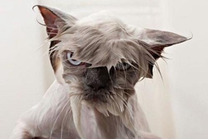 怎么給小貓洗澡