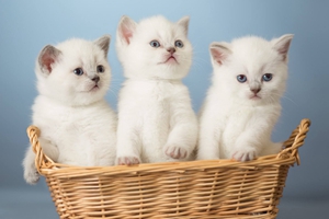 新手養貓注意事項是什么