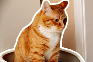 貓咪隨地大小便的原因是什么