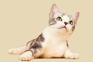 美國(guó)短毛貓吃什么