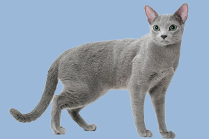 俄羅斯藍貓喜歡吃什么