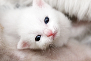 怎么給小貓清理耳朵