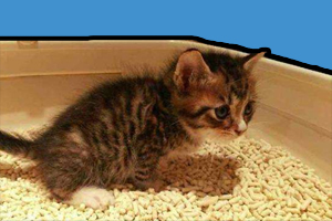 貓砂使用方法是什么