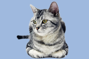 美國(guó)短毛貓?jiān)趺答B(yǎng)