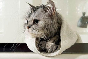 如何給貓咪洗澡