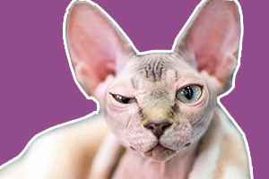 斯芬克斯貓怎么養不臭