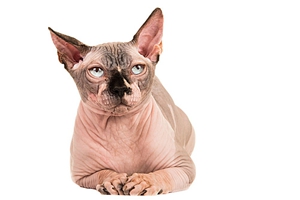 斯芬克斯貓怎么養