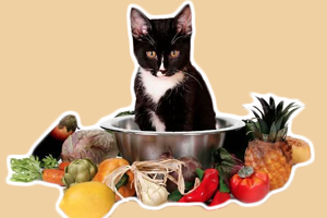 小貓吃什么水果好