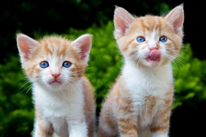 養(yǎng)貓的好處有哪些