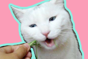 貓草的作用是什么